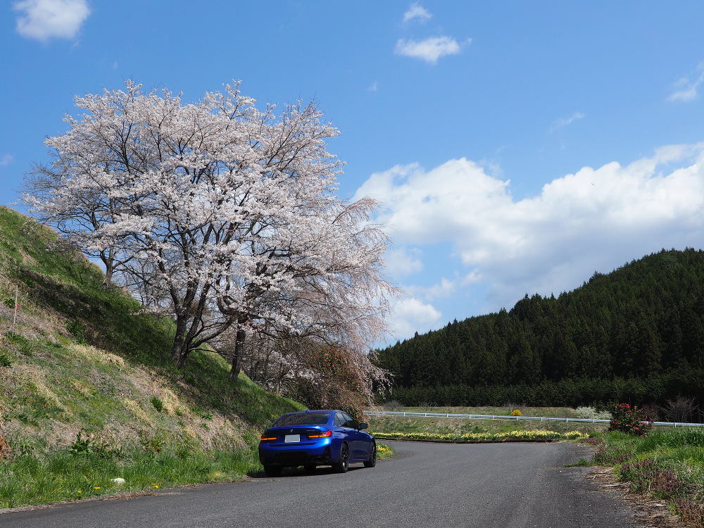 BMW G20 M340iと桜の木