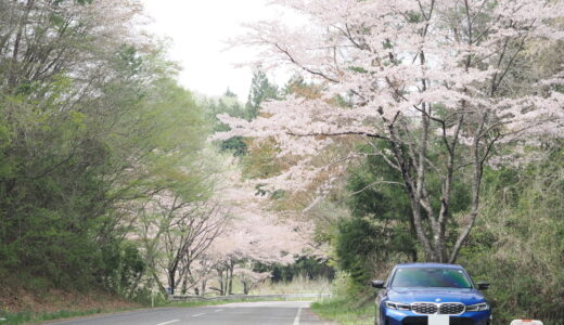 春を告げ 散りゆく姿は儚くて 可憐な桜が咲き誇り 遅き春を駆け抜ける