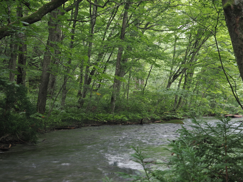 奥入瀬渓流